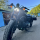 Мотоцикл Harley Davidson Sportster 2020 года - 